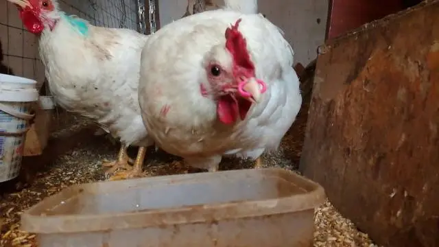 What to do if chickens peck eggs in winter