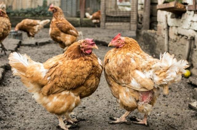 What to do if chickens peck eggs in winter