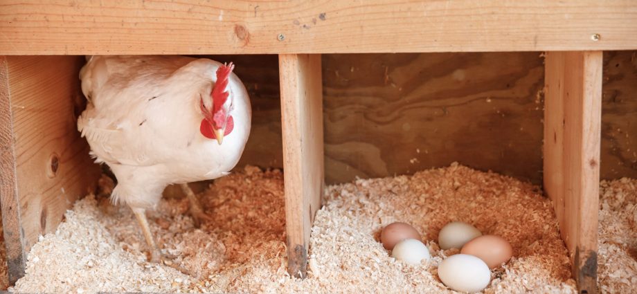 What to do if chickens peck eggs in winter