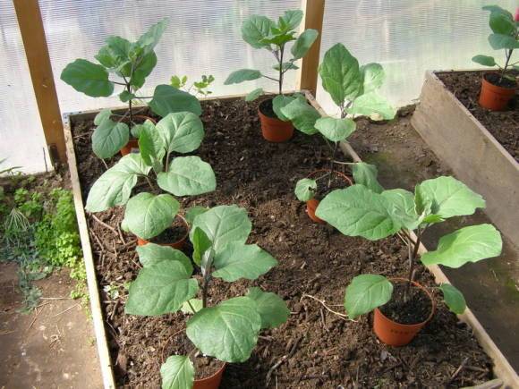 What to do if eggplant seedlings stretched out