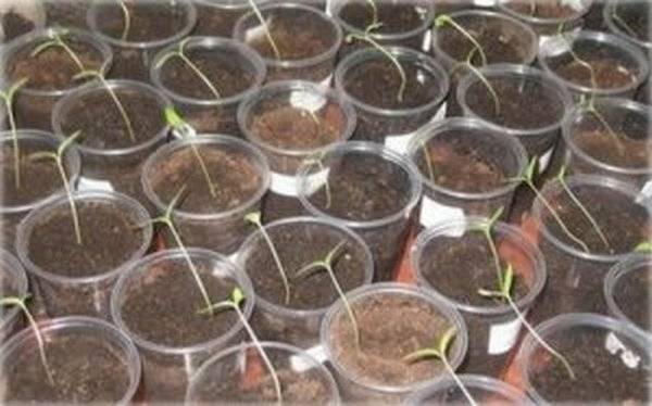 What to do if eggplant seedlings stretched out