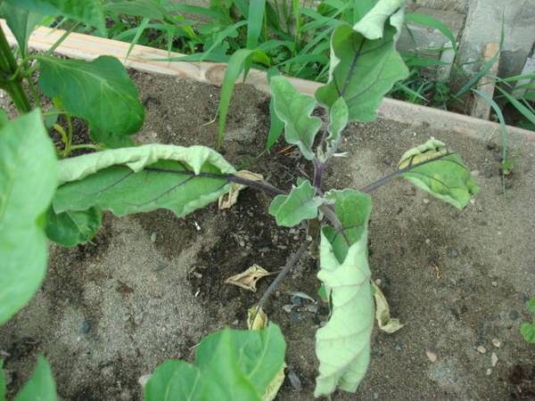 What to do if eggplant seedlings stretched out