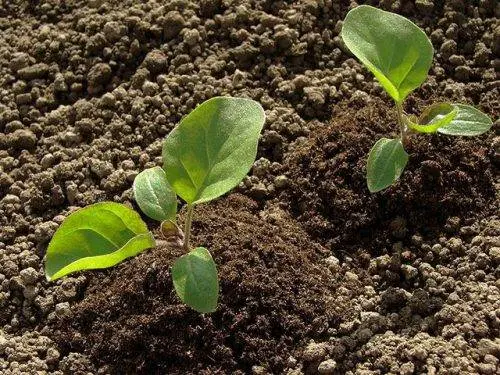 What to do if eggplant seedlings stretched out