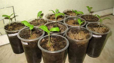 What to do if eggplant seedlings stretched out