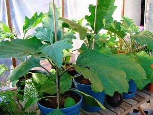 What to do if eggplant seedlings stretched out