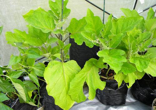 What to do if eggplant seedlings stretched out