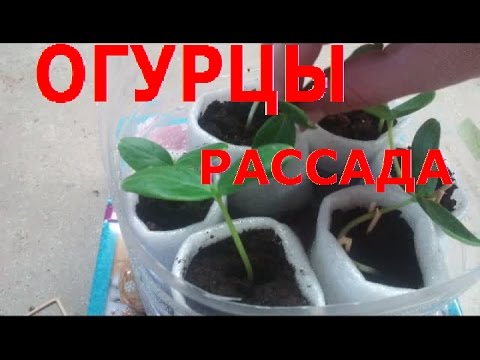 What to do if eggplant seedlings stretched out