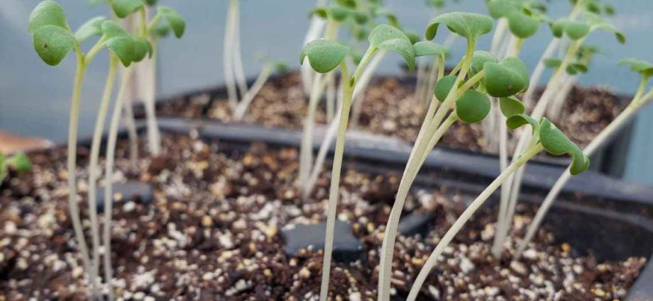 What to do if eggplant seedlings stretched out