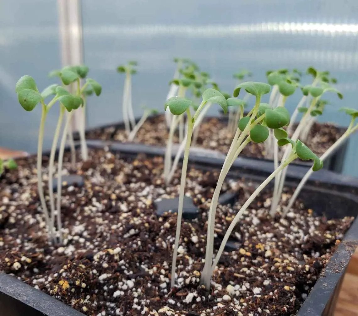 What to do if eggplant seedlings stretched out