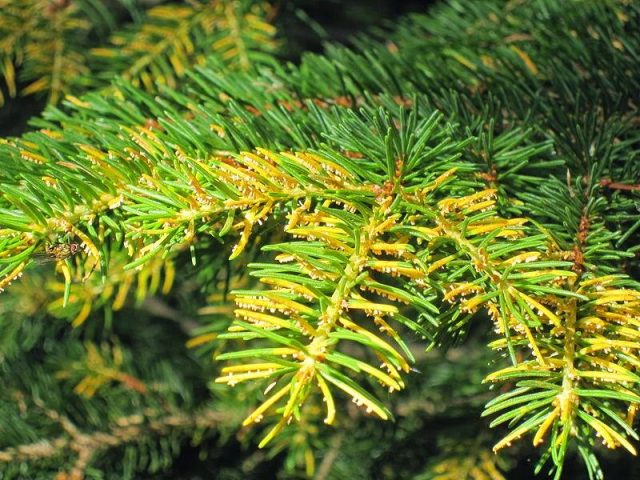 What to do if fir turns yellow