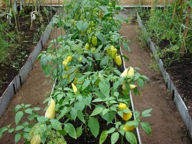 What to do if pepper seedlings fall