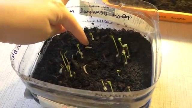 What to do if pepper seedlings fall