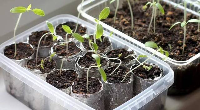 What to do if pepper seedlings fall