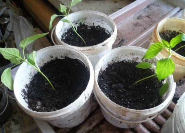 What to do if pepper seedlings fall