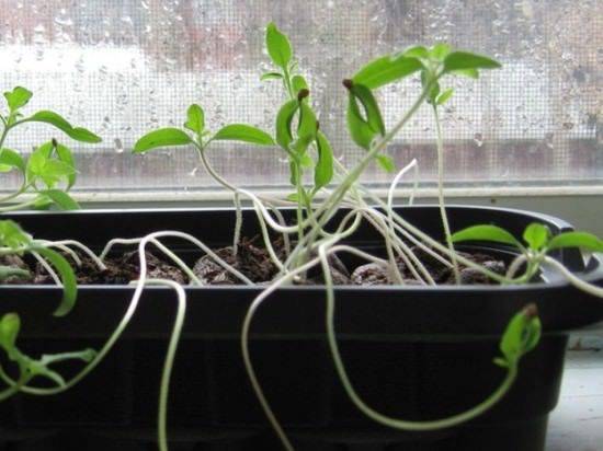 What to do if pepper seedlings fall