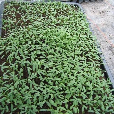 What to do if pepper seedlings fall