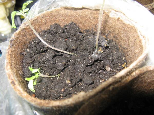 What to do if pepper seedlings fall