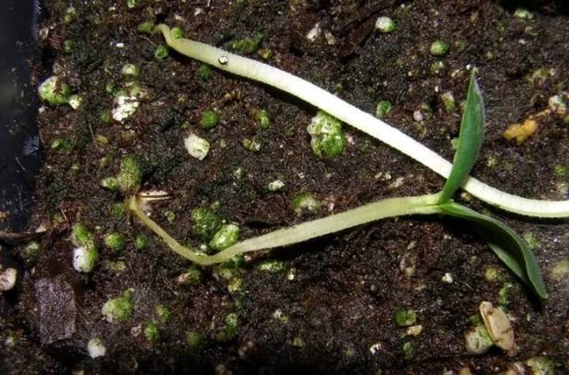 What to do if pepper seedlings fall