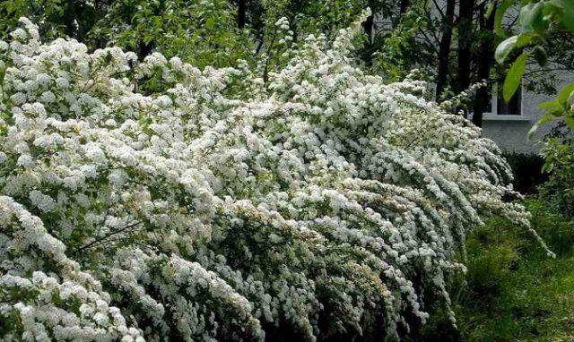 What to do if spirea leaves dry