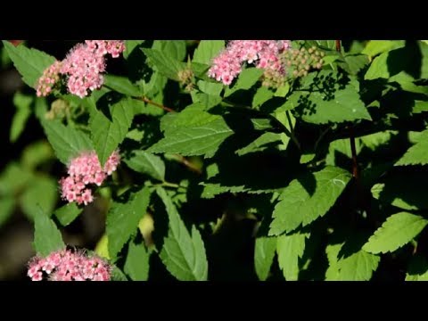 What to do if spirea leaves dry