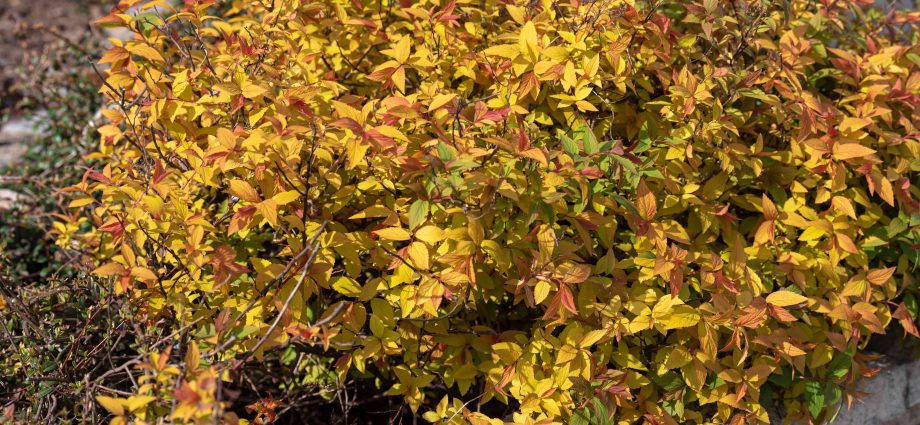 What to do if spirea leaves dry