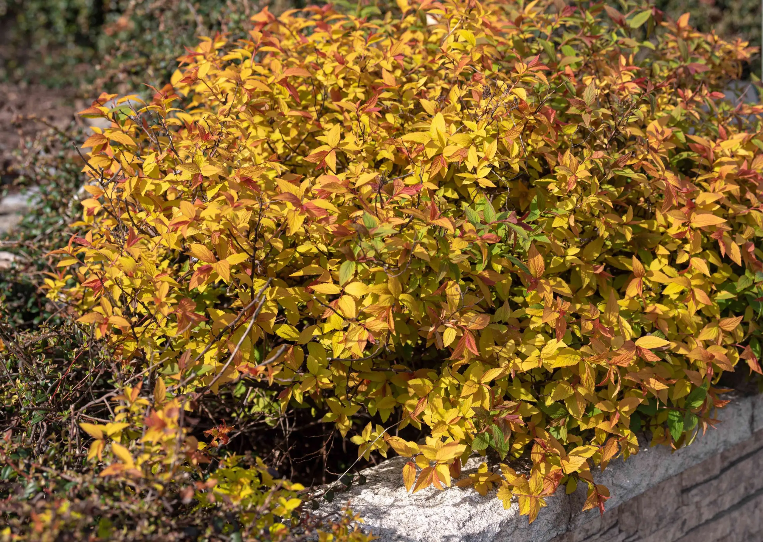 What to do if spirea leaves dry