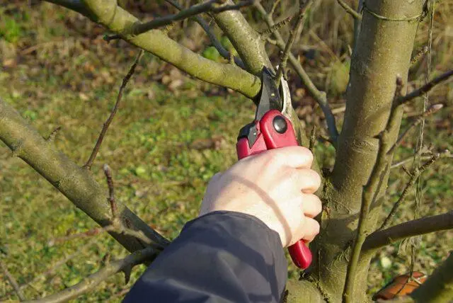 What to do if the apple trees are frozen in winter