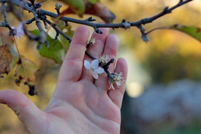 What to do if the apple trees are frozen in winter