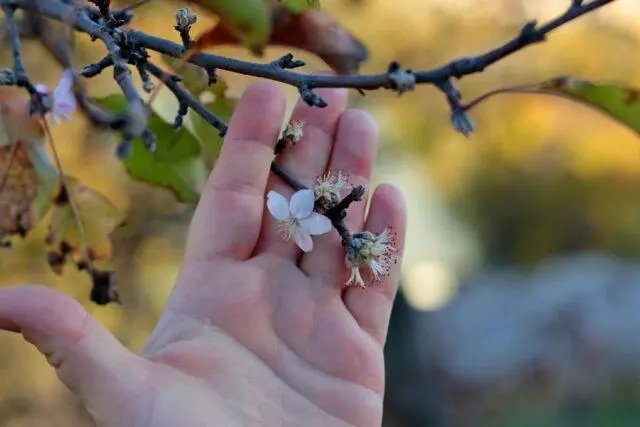 What to do if the apple trees are frozen in winter
