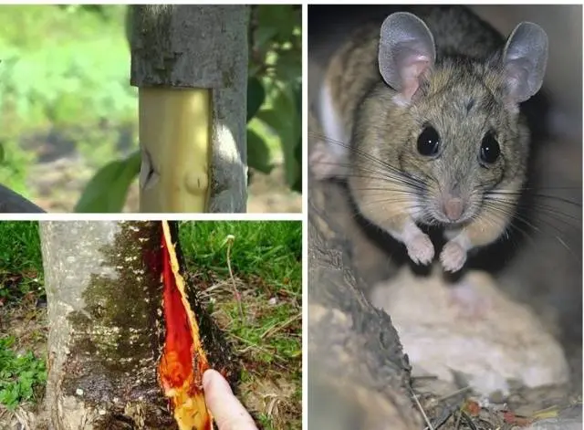 What to do if the bark of an apple tree is gnawed by mice