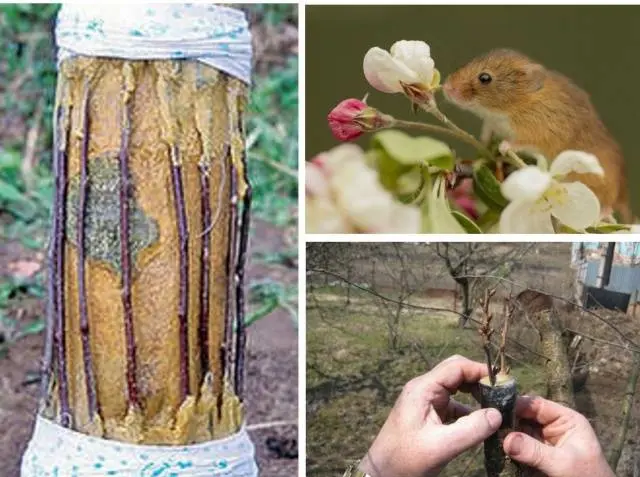 What to do if the bark of an apple tree is gnawed by mice