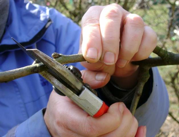 What to do if the bark of an apple tree is gnawed by mice