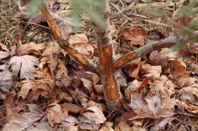 What to do if the bark of an apple tree is gnawed by mice