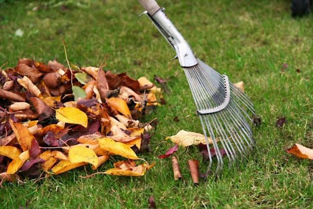 What to do if the bark of an apple tree is gnawed by mice