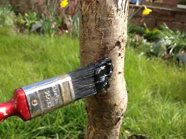 What to do if the bark of an apple tree is gnawed by mice