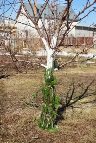 What to do if the bark of an apple tree is gnawed by mice