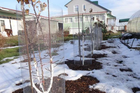 What to do if the bark of an apple tree is gnawed by mice