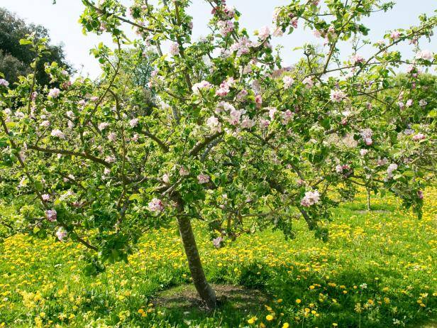 What to do if the bark of an apple tree is gnawed by mice