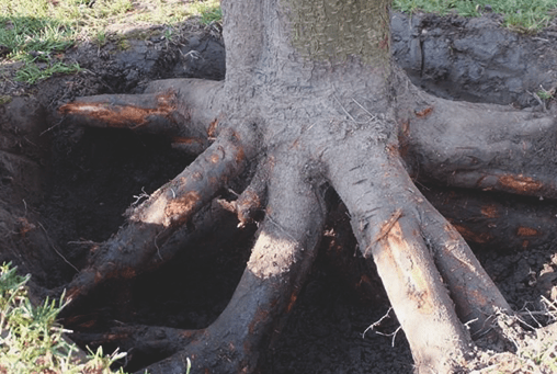 What to do if the bark of an apple tree is gnawed by mice