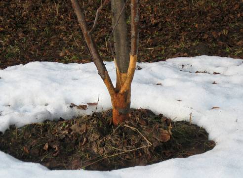 What to do if the bark of an apple tree is gnawed by mice