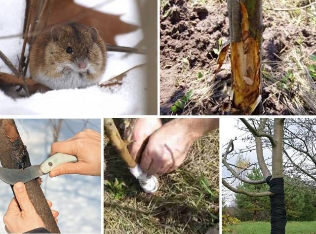 What to do if the bark of an apple tree is gnawed by mice