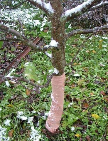 What to do if the bark of an apple tree is gnawed by mice