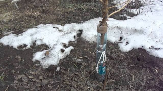 What to do if the bark of an apple tree is gnawed by mice