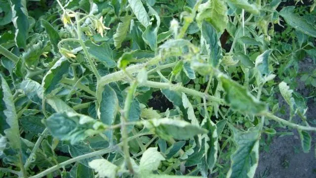 What to do if the leaves of tomatoes curl in a boat