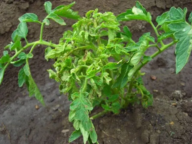 What to do if the leaves of tomatoes curl in a boat