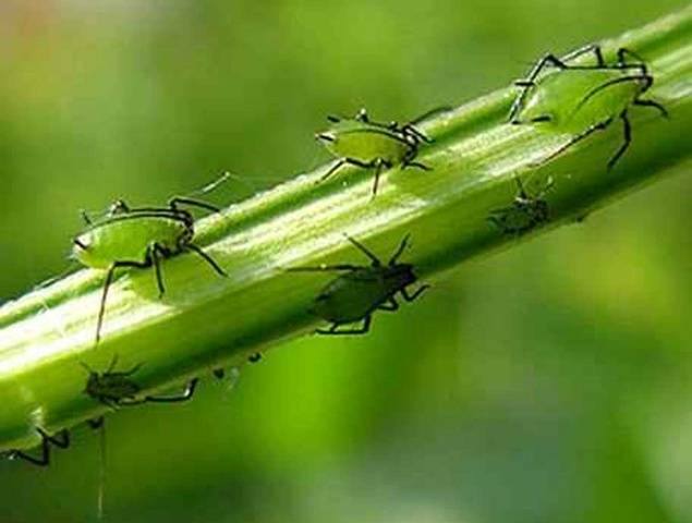 What to do if the leaves of tomatoes curl in a boat