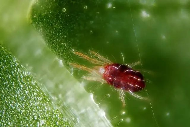 What to do if the leaves of tomatoes curl in a boat