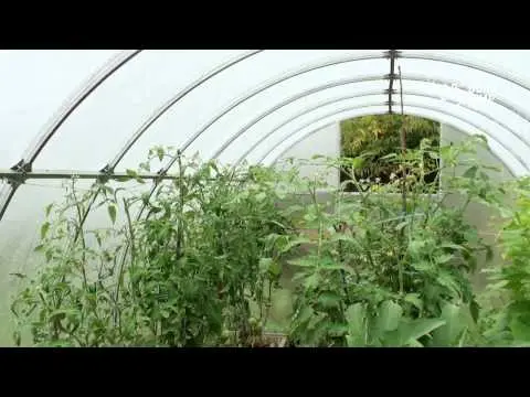 What to do if the leaves of tomatoes curl in a boat