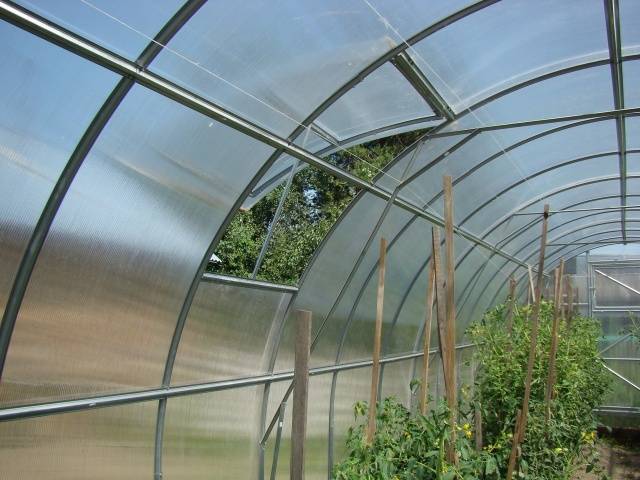 What to do if the leaves of tomatoes curl in a boat