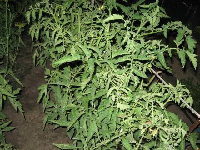 What to do if the leaves of tomatoes curl in a boat